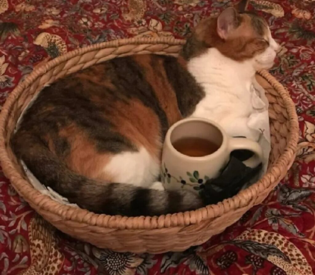 gatto vicino il tè