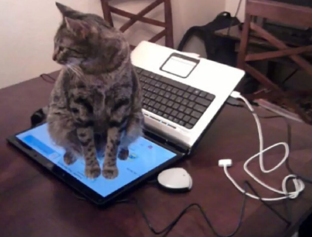 gatto schermo computer