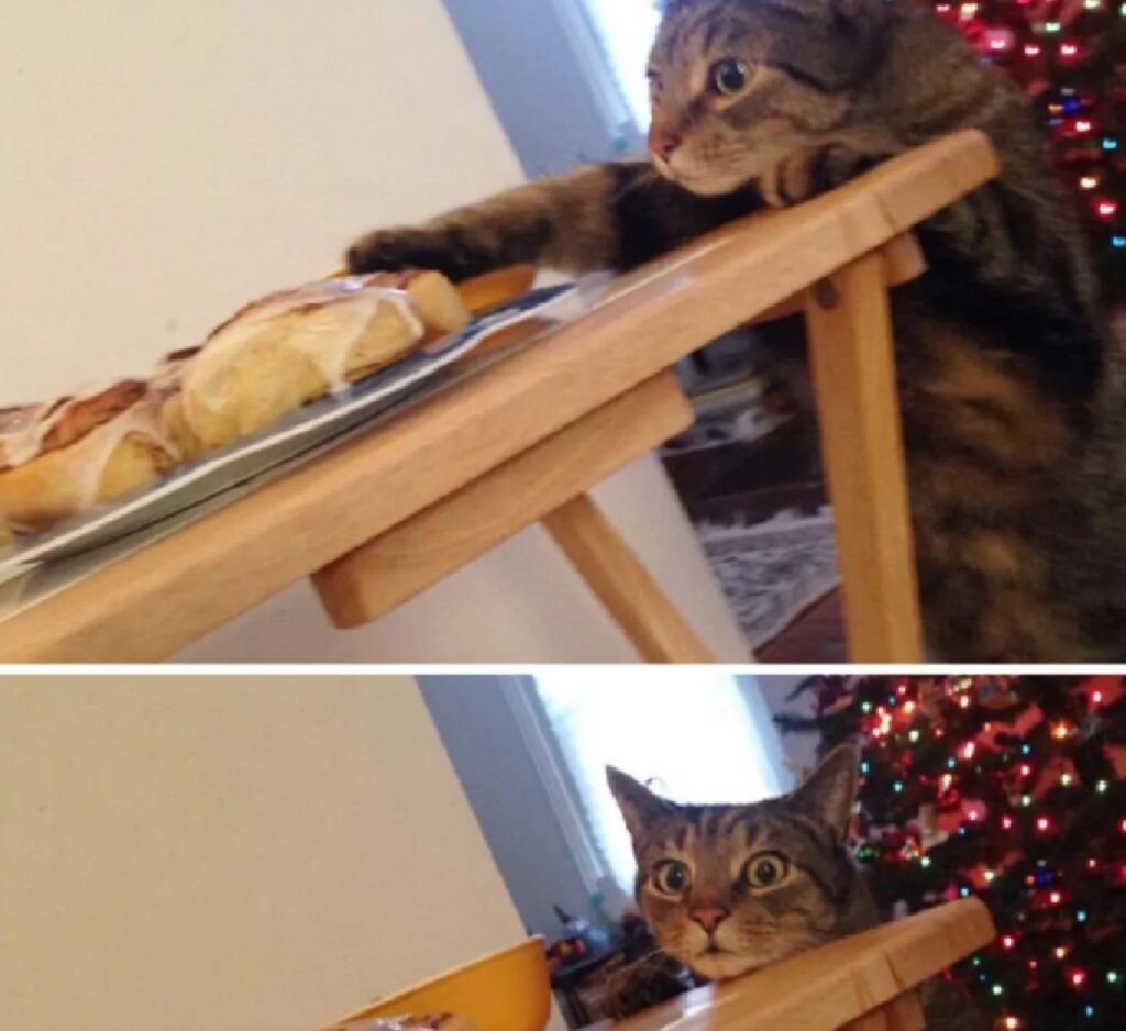 gatto cerca di prendere cibo