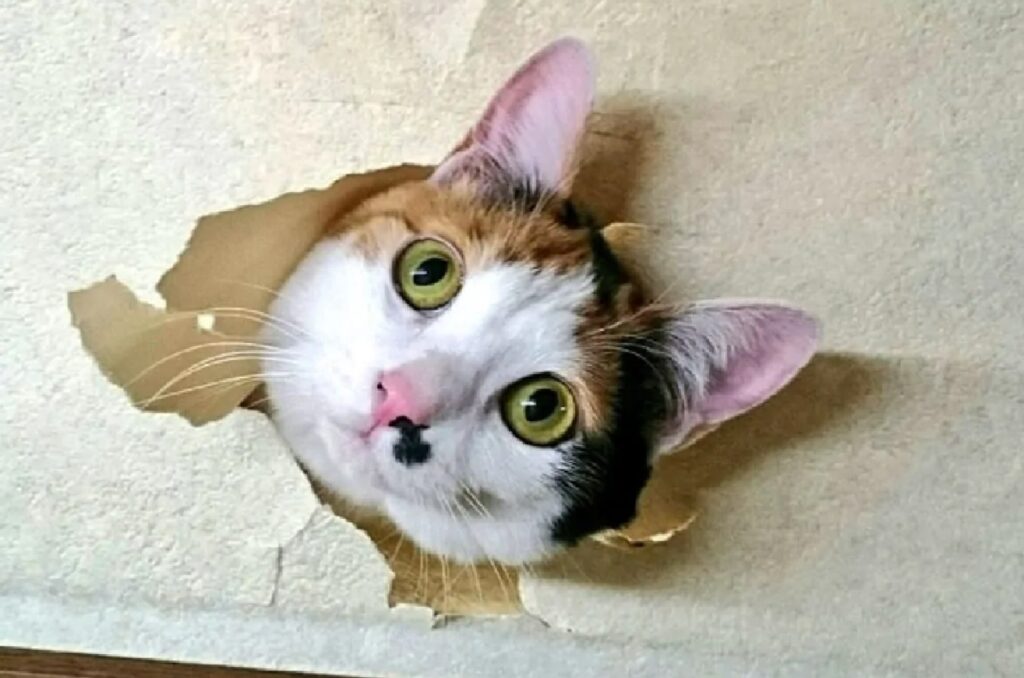 gatta calico sfonda muro