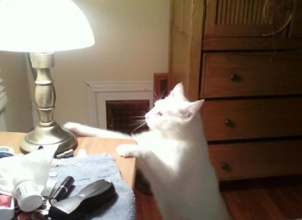 gatto bianco accende luce