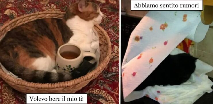 gatti che riescono in imprese uniche