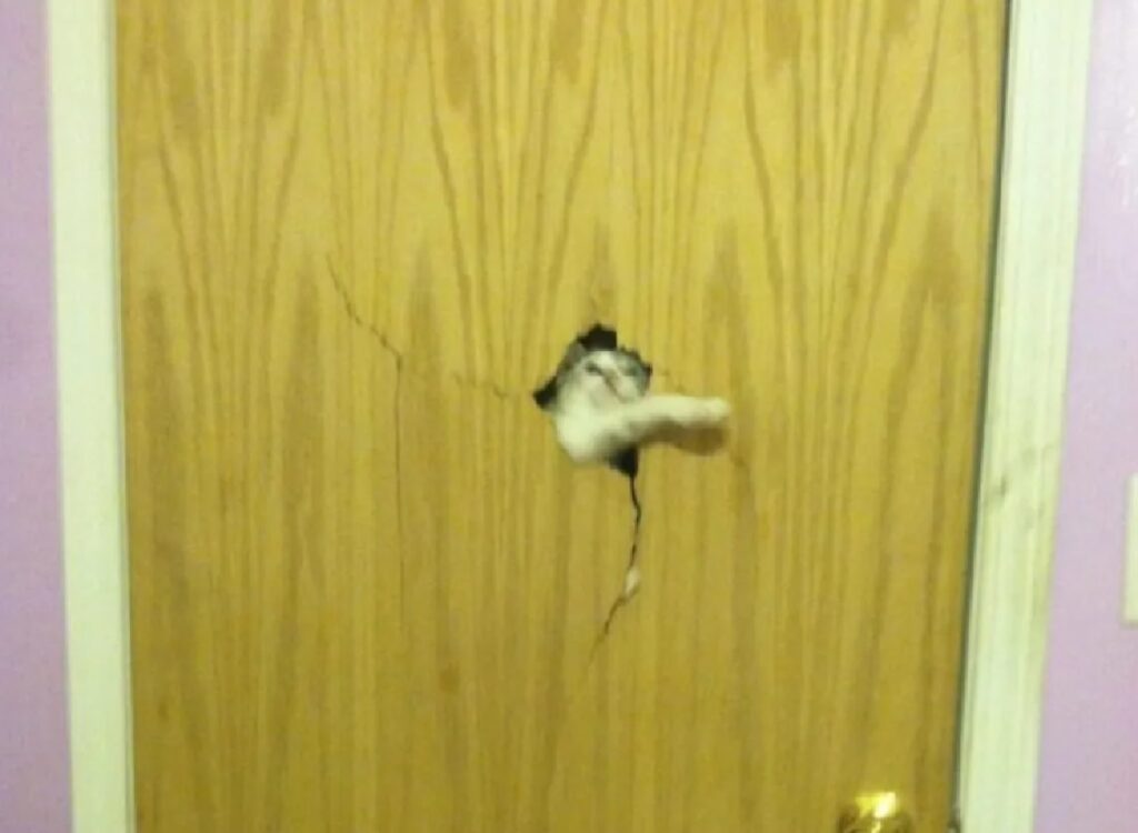 gatto distrugge la porta