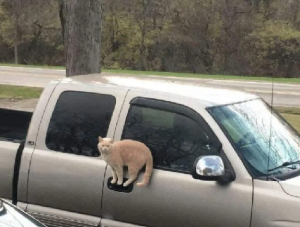 gatto rosso su macchina 