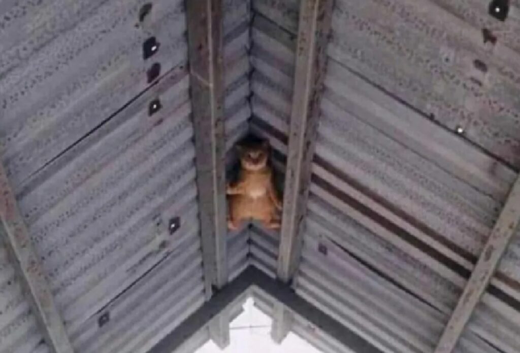 gatto rosso sopra tettoia 