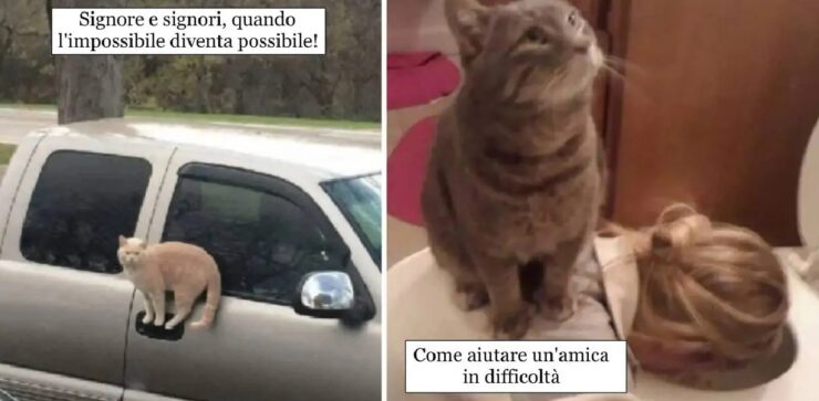 gatti che possono andare ovunque desiderano