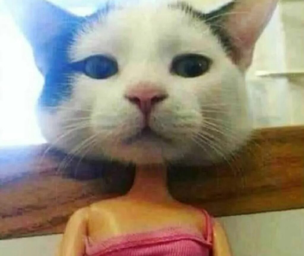 gatto testa corpo bambola 