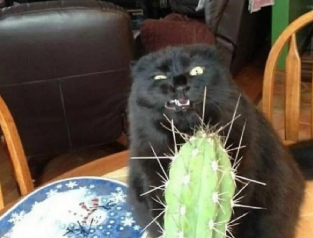 micio non sopporta cactus 