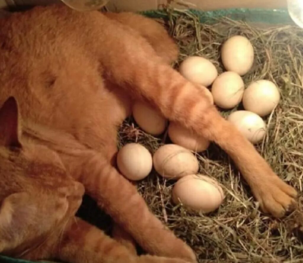 gatto uova sue 