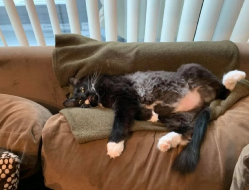 gatto dorme disteso sul divano