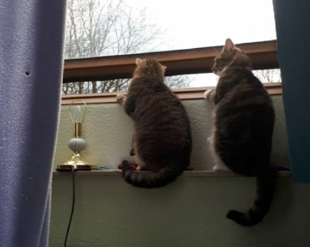 due gatti affacciati sul balcone