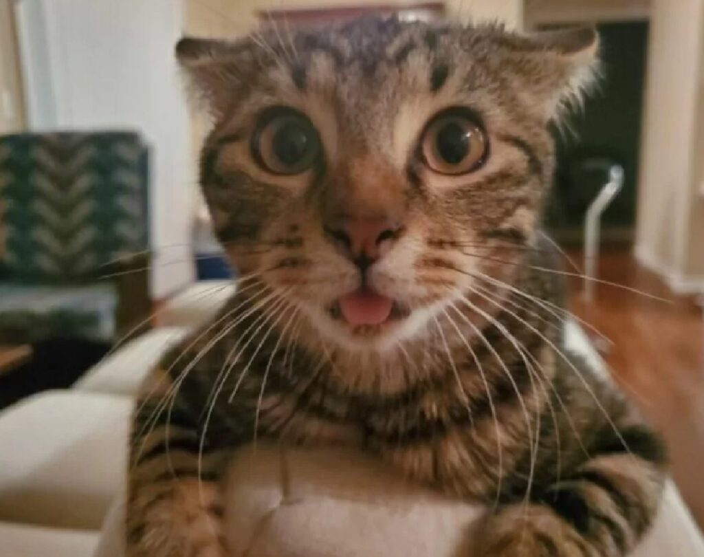 gatto lingua sporgente