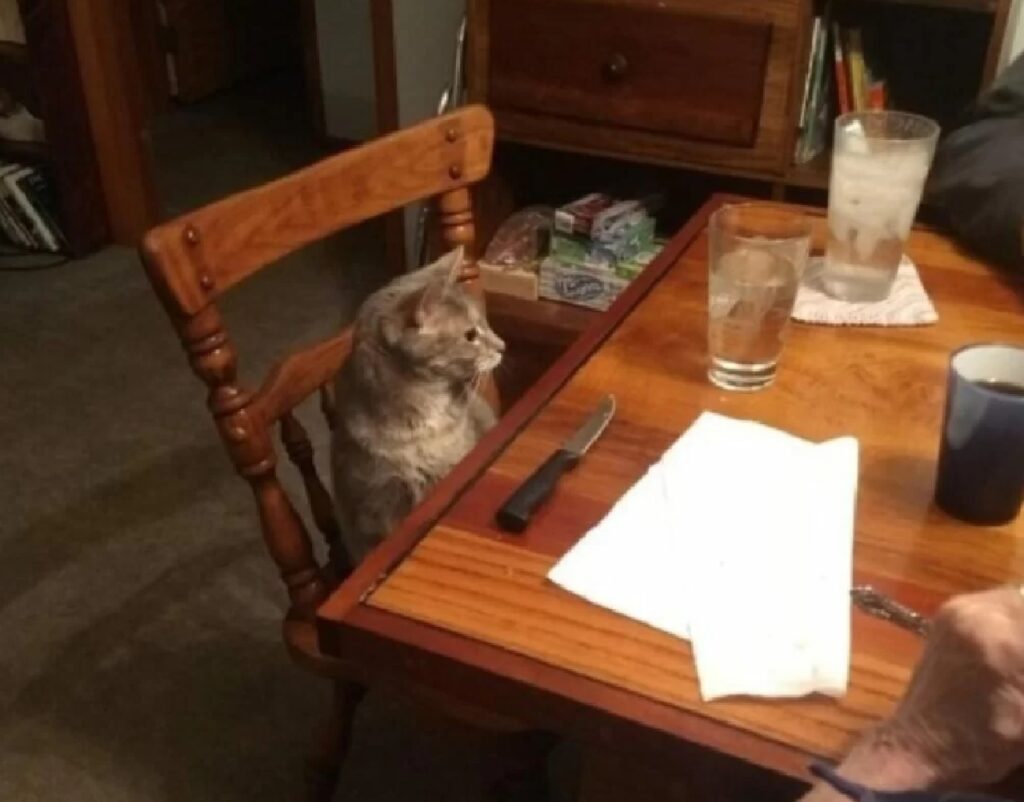 gatto sul tavolo marrone