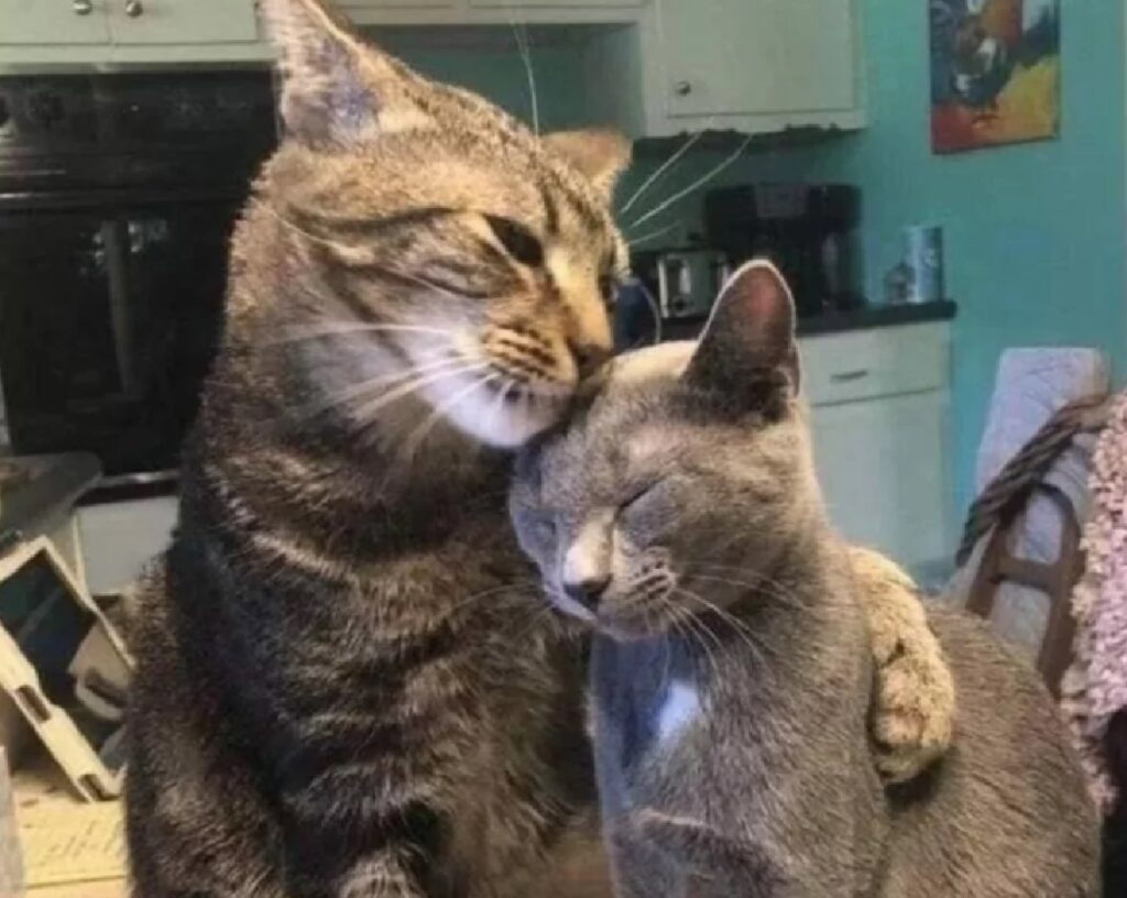 gatti si abbracciano
