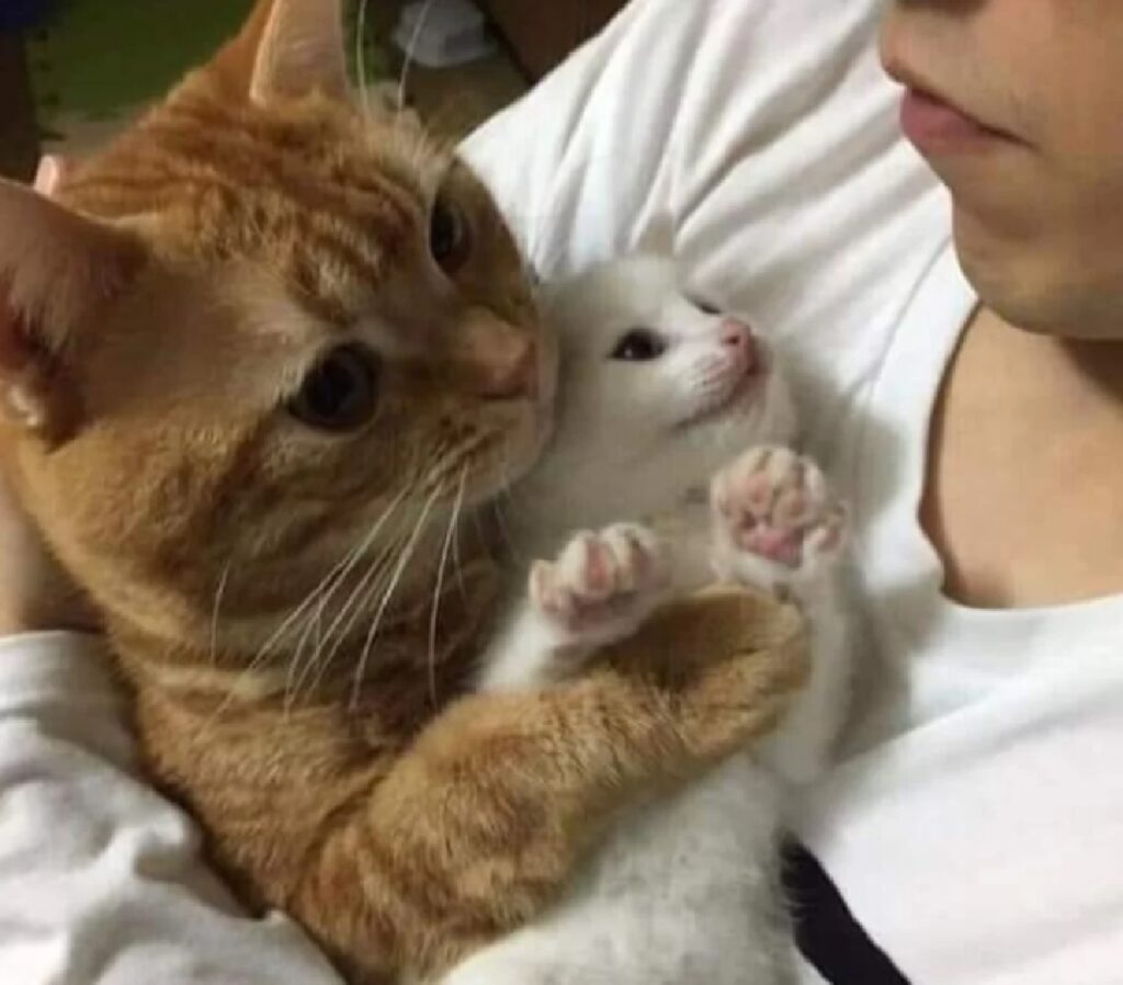 gatto in braccio insieme cucciolo