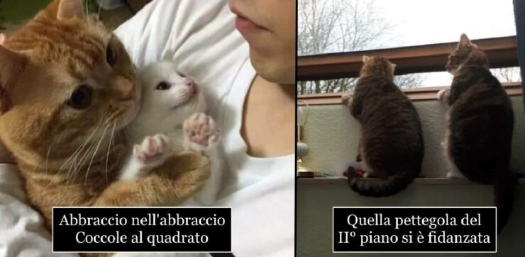 gatti che emulano la vita di umani