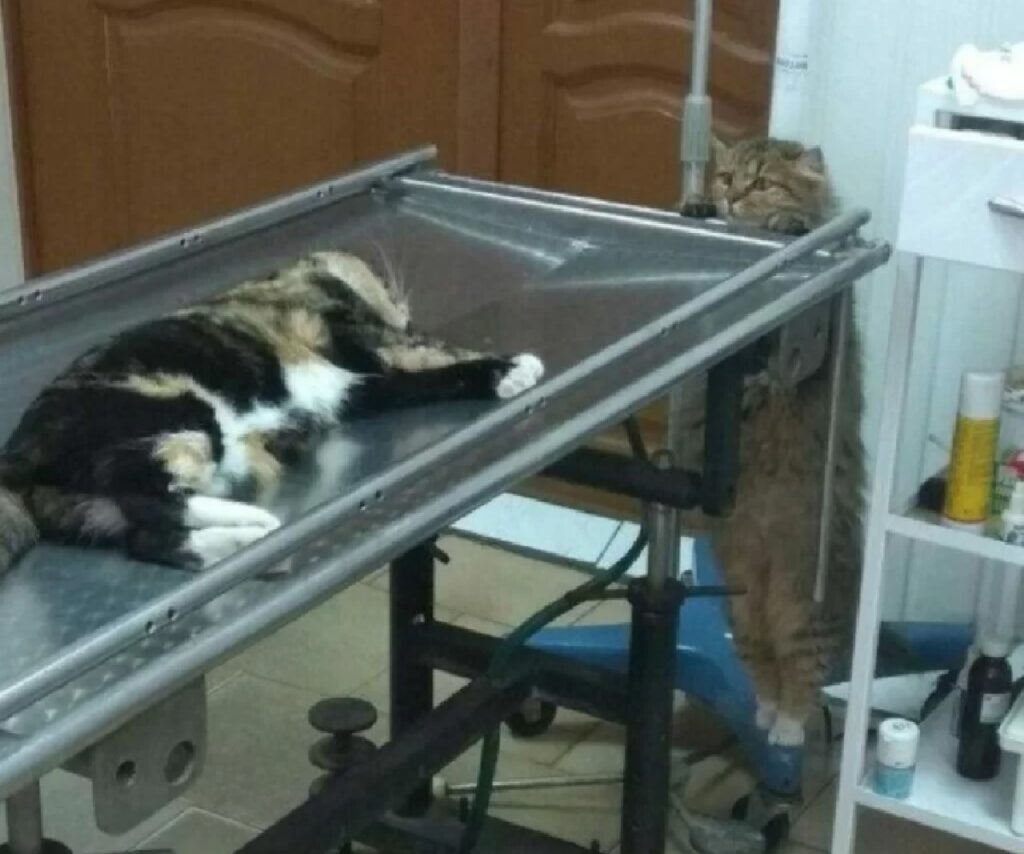 gatto disteso dal veterinario