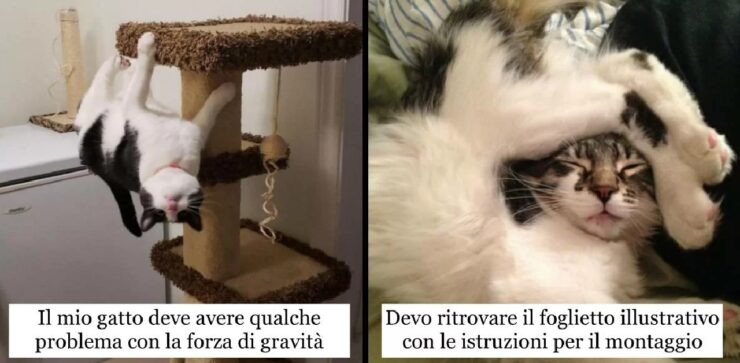 gatti che hanno il potere di sorprenderci