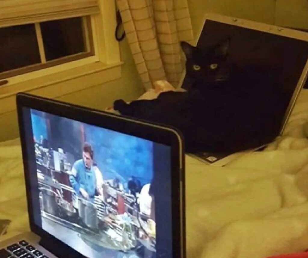 gatto ha computer per sé 