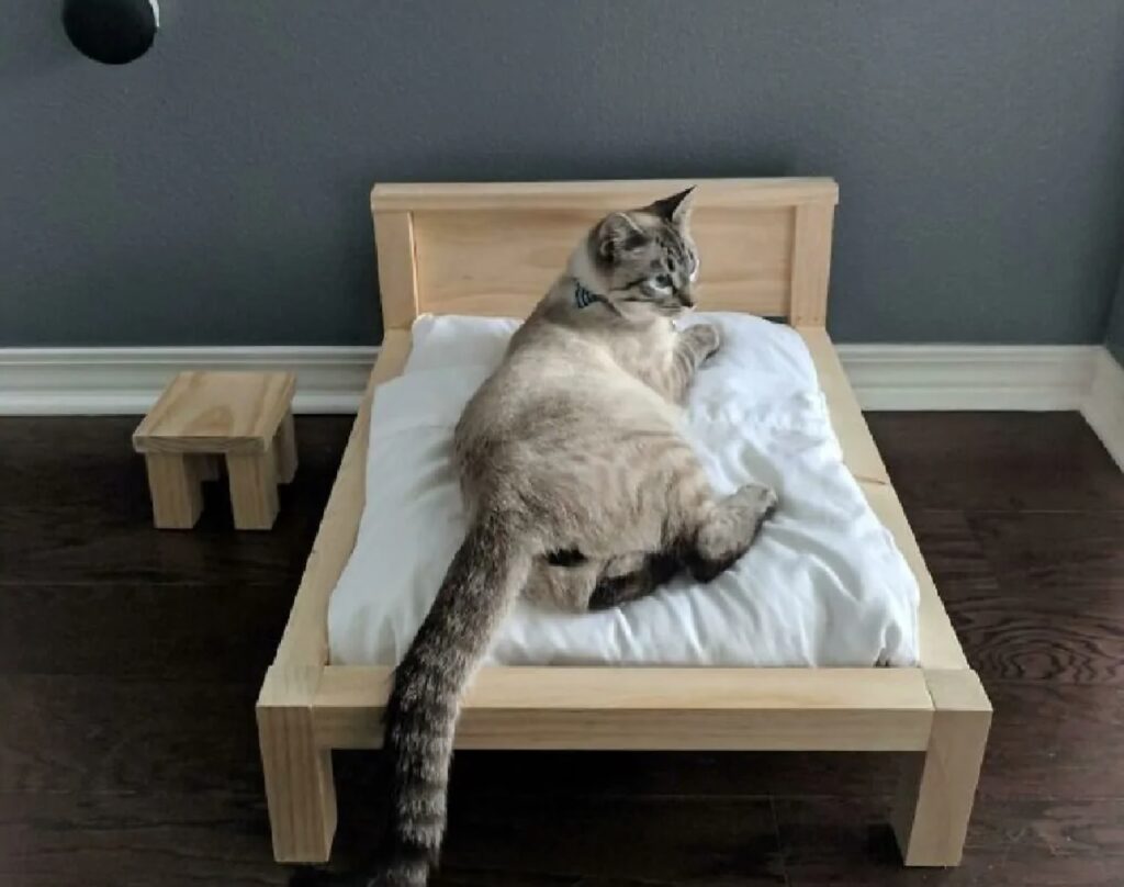 gatto coda sul lettino 