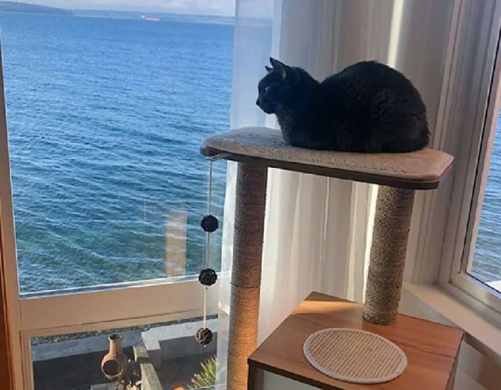 gatto appartamento vista mare 