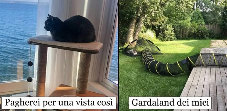 gatti che vivono una vita privilegiata