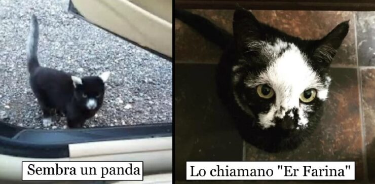 gatti dall'aspetto particolare che stupiscono
