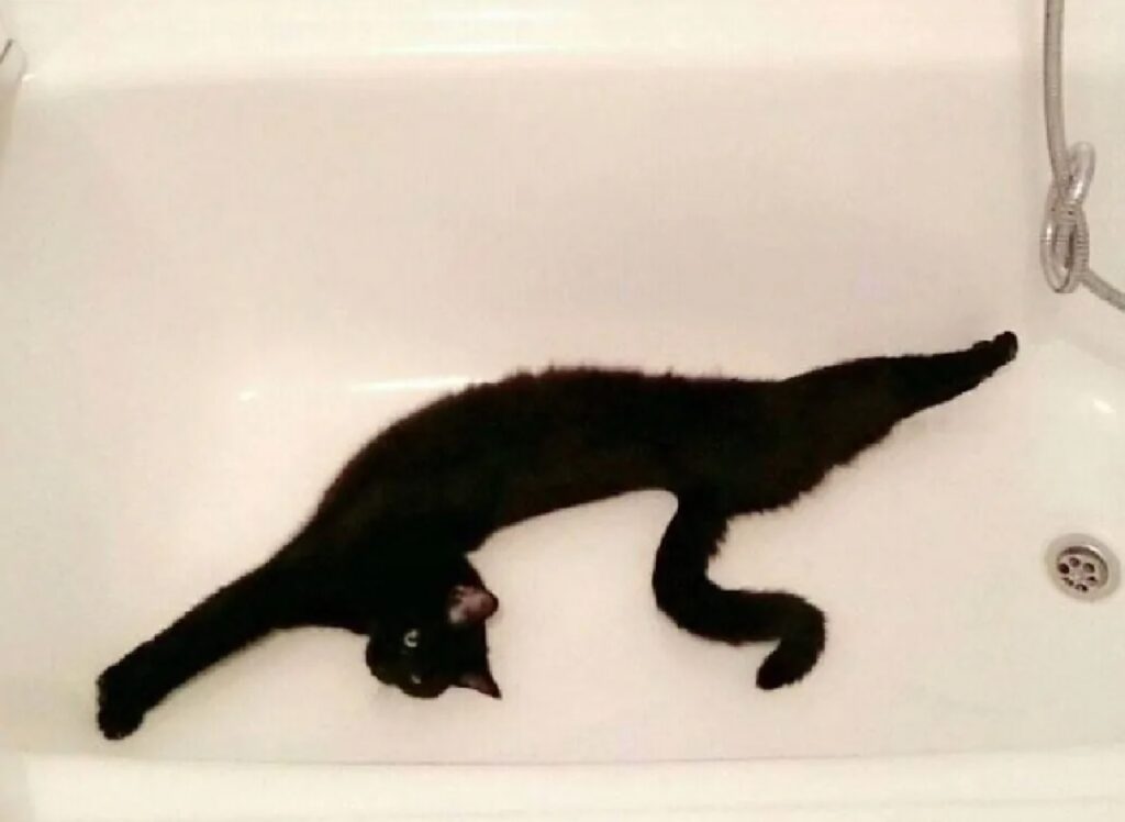 gatto nero nella vasca