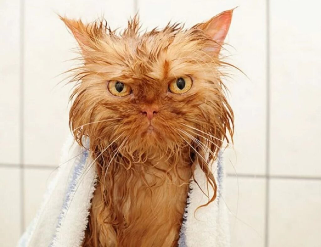 gatto rosso asciugamano 