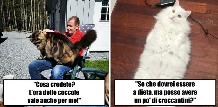 gatti non consapevoli delle loro dimensioni