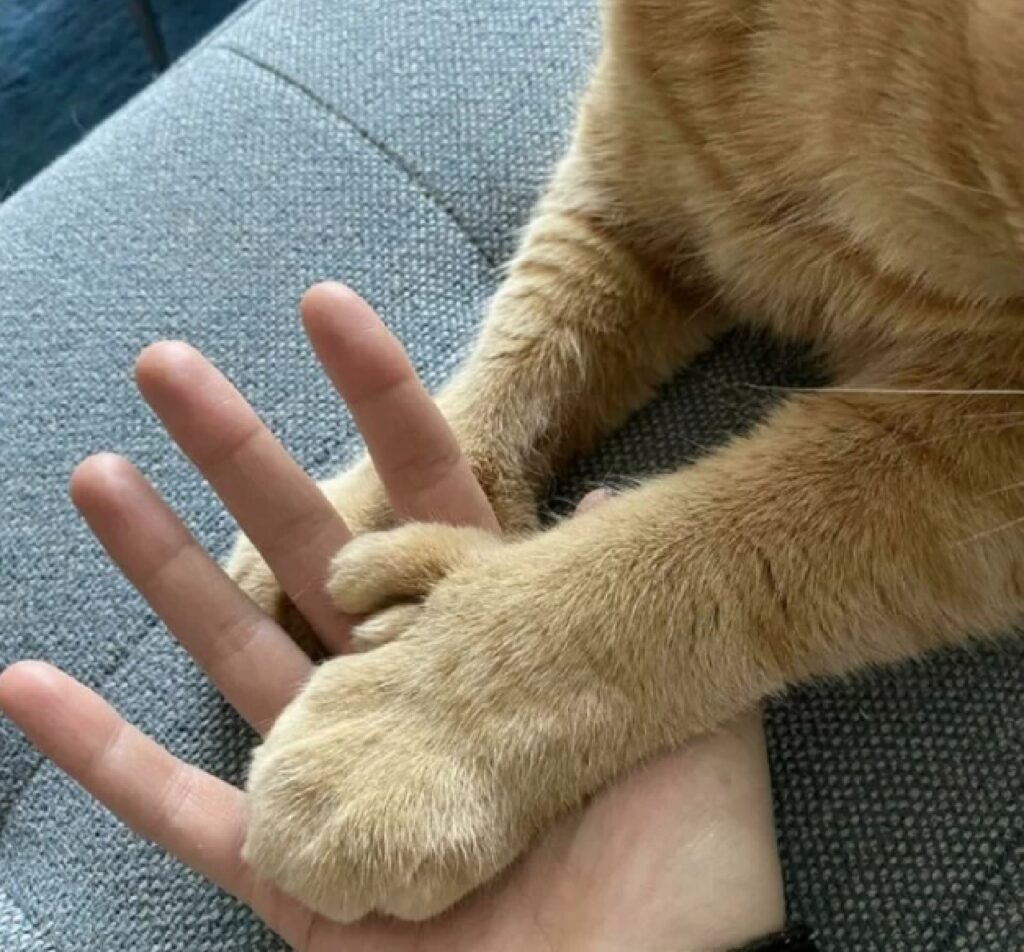 gatto zampa sulla mano 