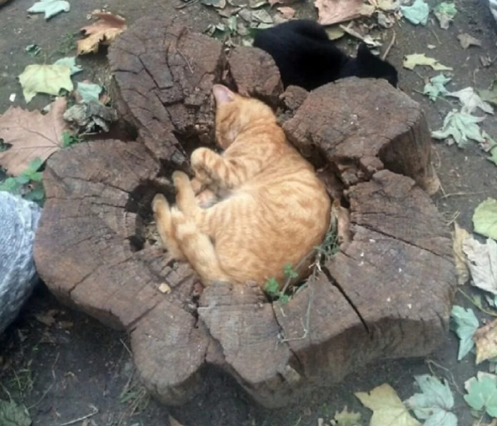 gatto in mezzo tronco 