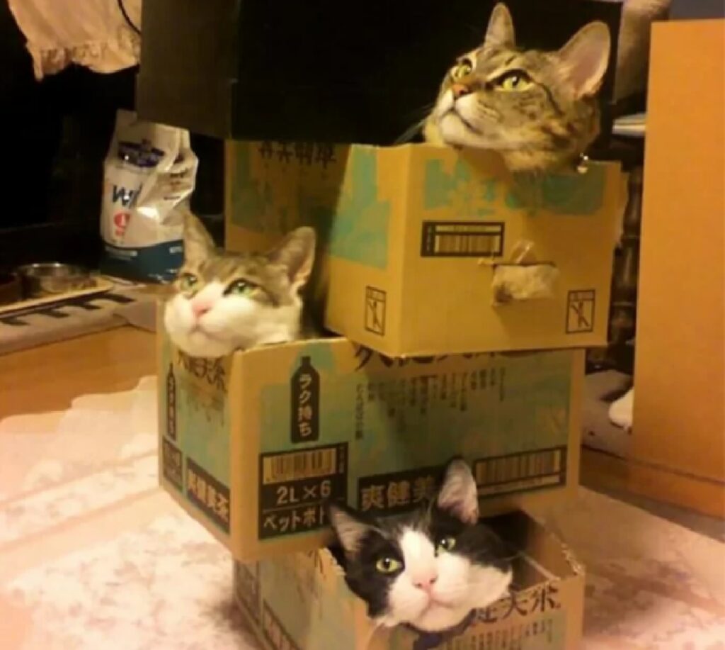 gatti nelle scatole 