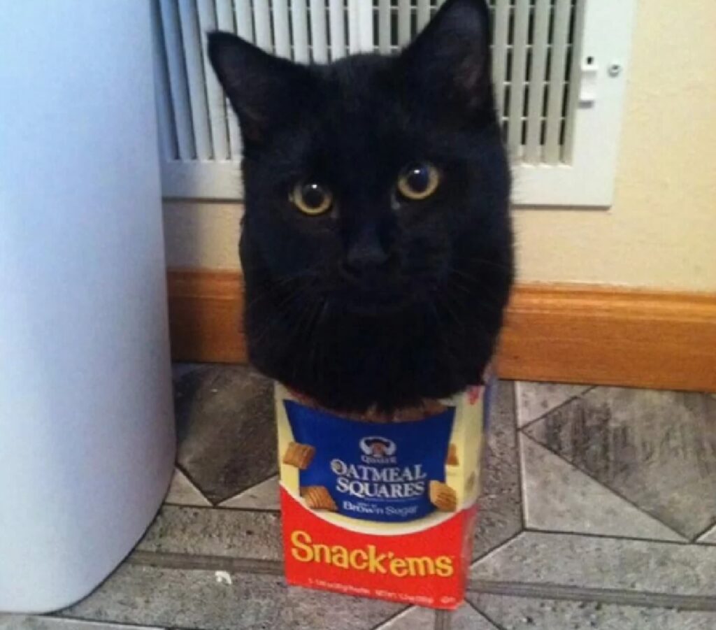 gatto nero sopra scatola 