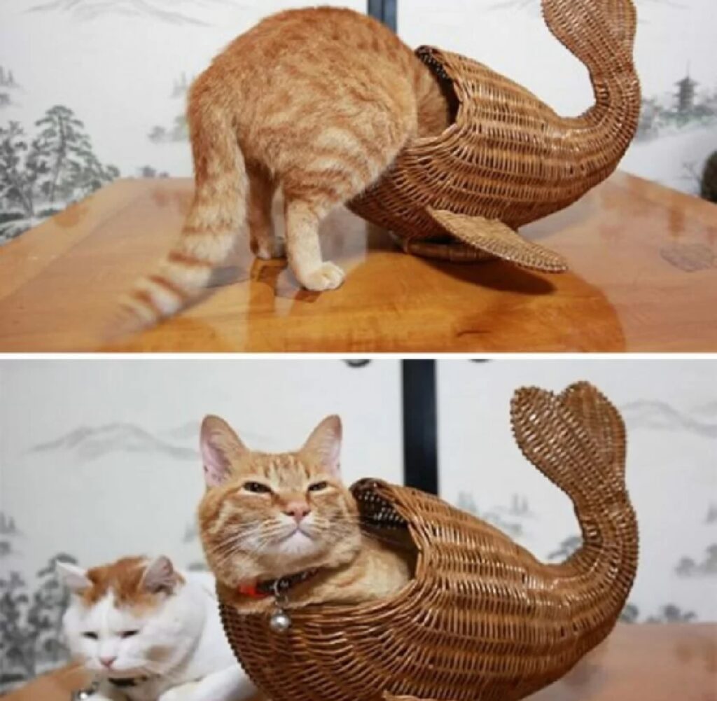 gatto si trasforma sirena 