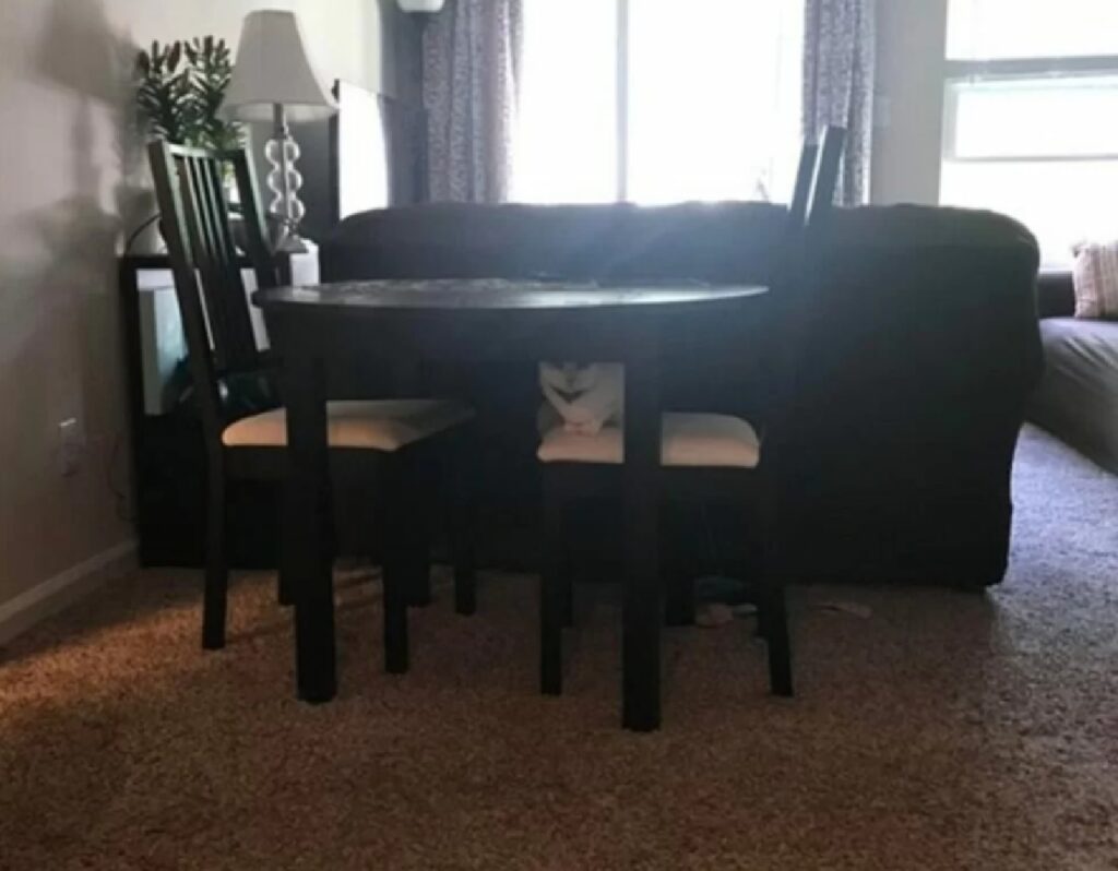 gatto sopra sedia sotto tavolo 