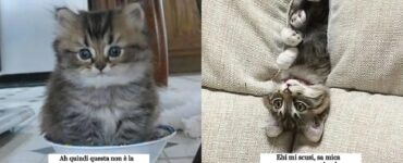 gatti troppo carini irresistibili