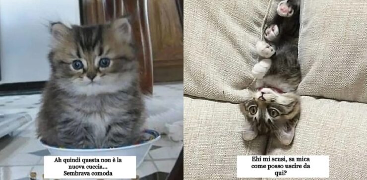 gatti troppo carini irresistibili