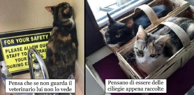 gatti assumono comportamenti anomali