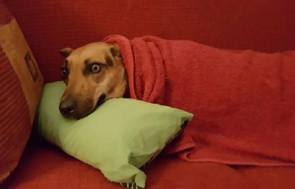 cane coperta rossa