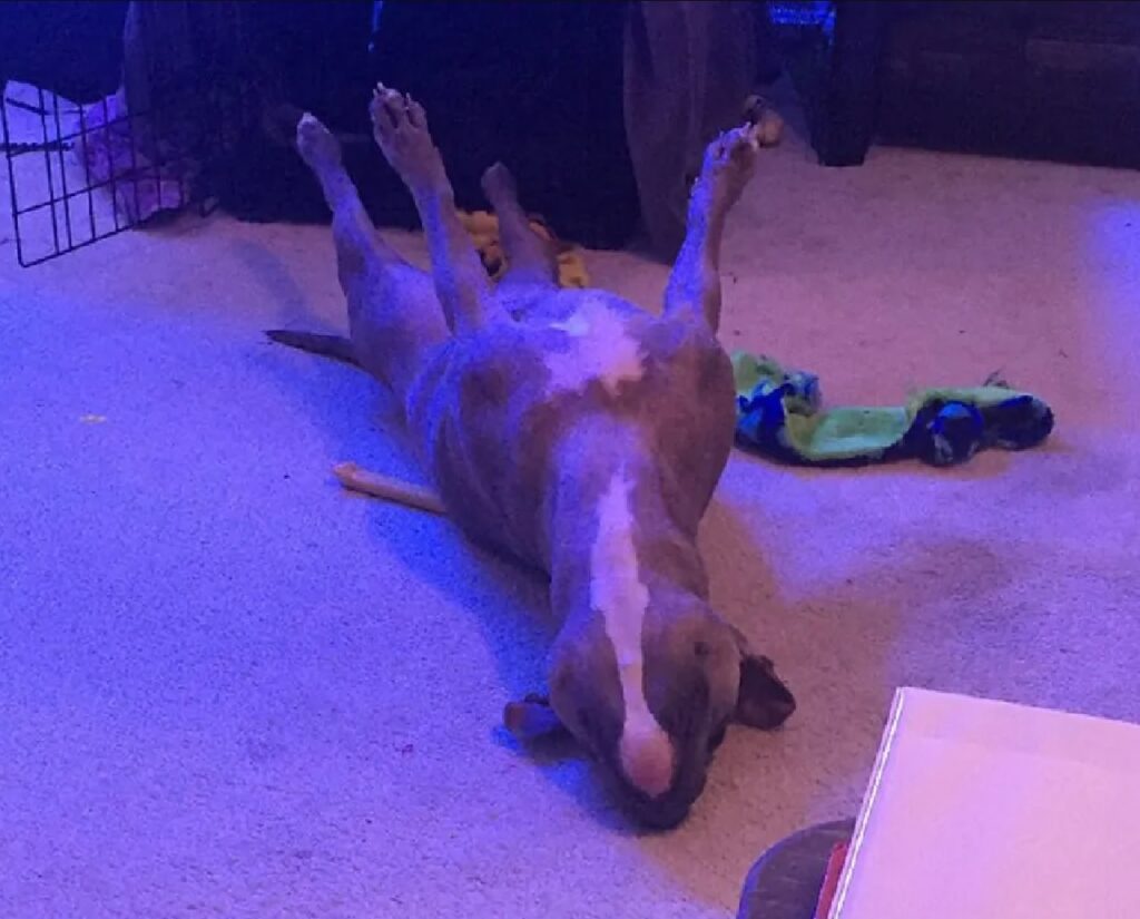 cagnolino luce viola