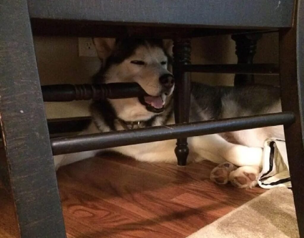 cagnolino husky sbarra legno