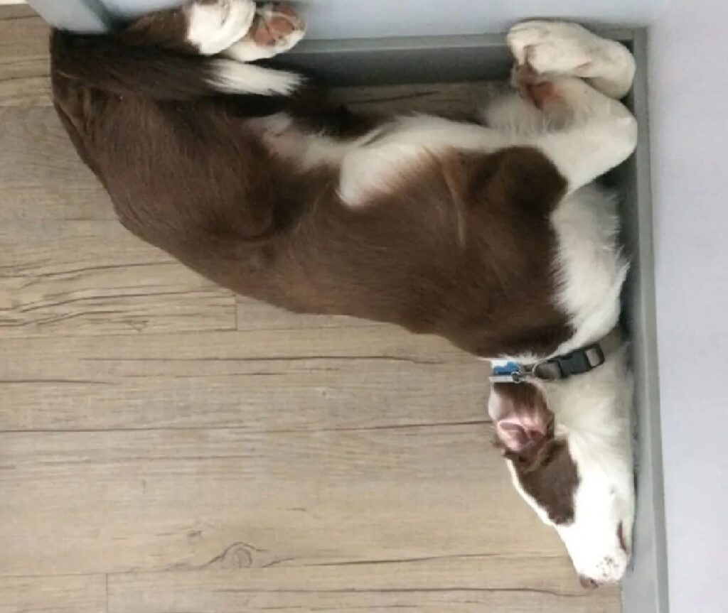 cane dorme angolo retto