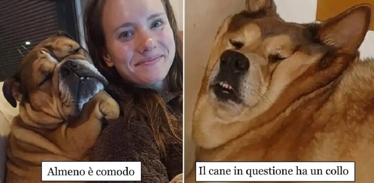 cani divertenti che hanno preso abitudine dormire dove capita