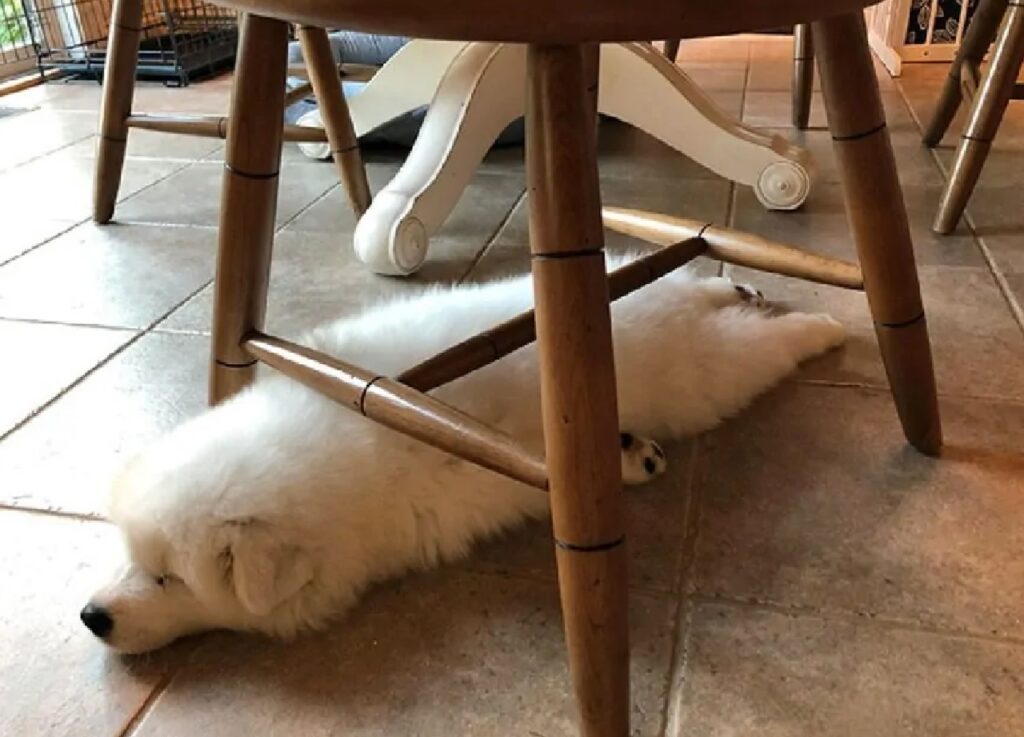 cane sotto la sedia disteso