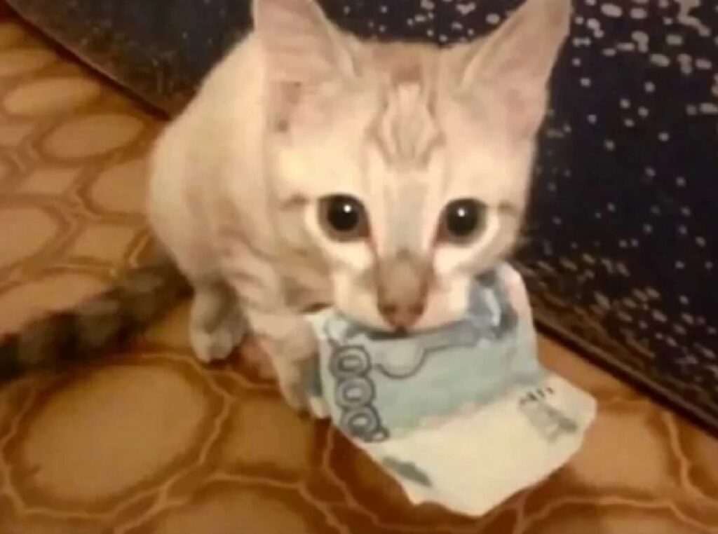 gatto prende soldi in bocca 