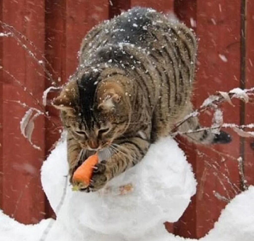 gatto ruba carota 