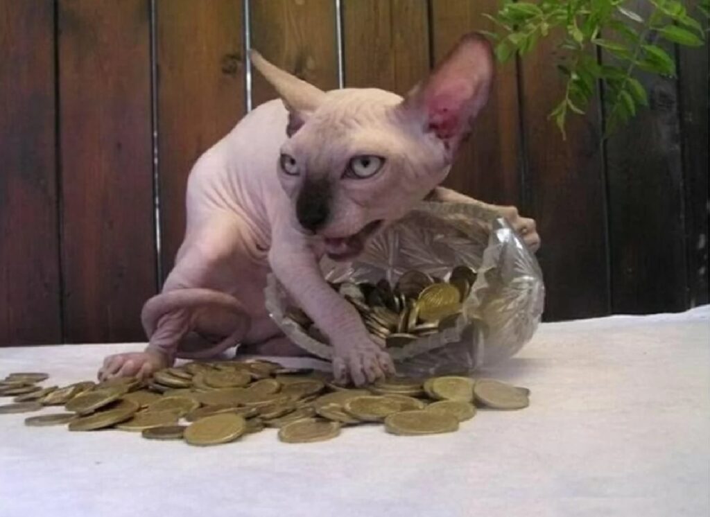 gatto trattiene soldi 