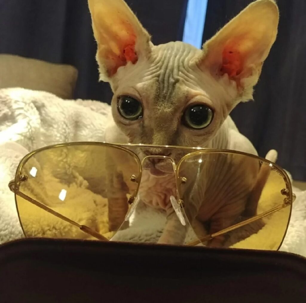 gatto davanti occhiali 