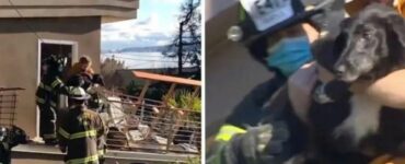 Sammy, il cane che è riuscito a sopravvivere per giorni sotto le macerie di una casa